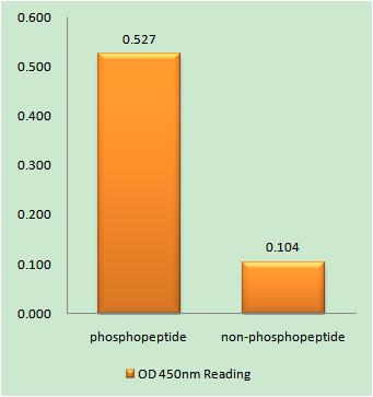 Raf-1 (phospho Ser289) Rabbit Polyclonal Antibody