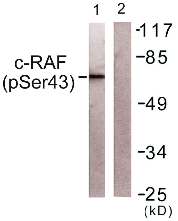 Raf-1 (phospho Ser43) Rabbit Polyclonal Antibody