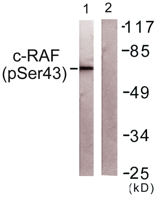 Raf-1 (phospho Ser43) Rabbit Polyclonal Antibody