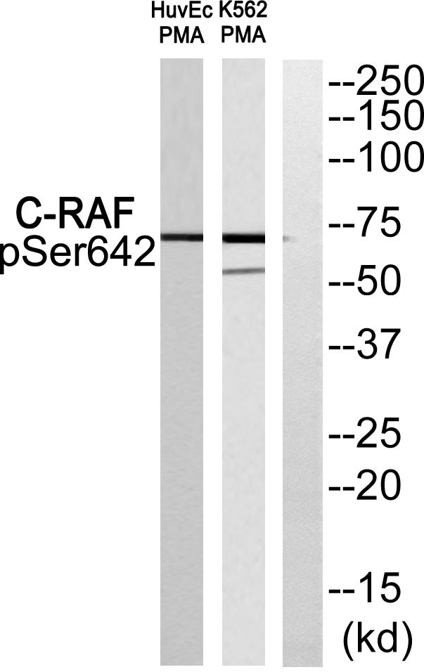 Raf-1 (phospho Ser642) Rabbit Polyclonal Antibody