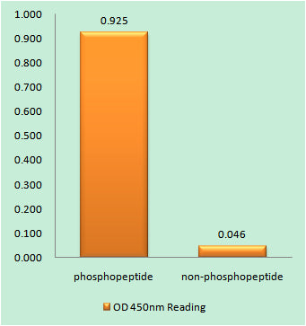Rb (phospho Ser608) Rabbit Polyclonal Antibody