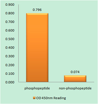 RelB (phospho Ser552) Rabbit Polyclonal Antibody