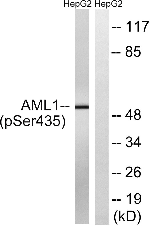 RUNX1 (phospho Ser435) Rabbit Polyclonal Antibody