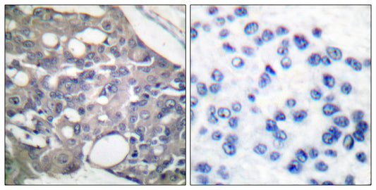 SH-PTP1 (phospho Tyr536) Rabbit Polyclonal Antibody