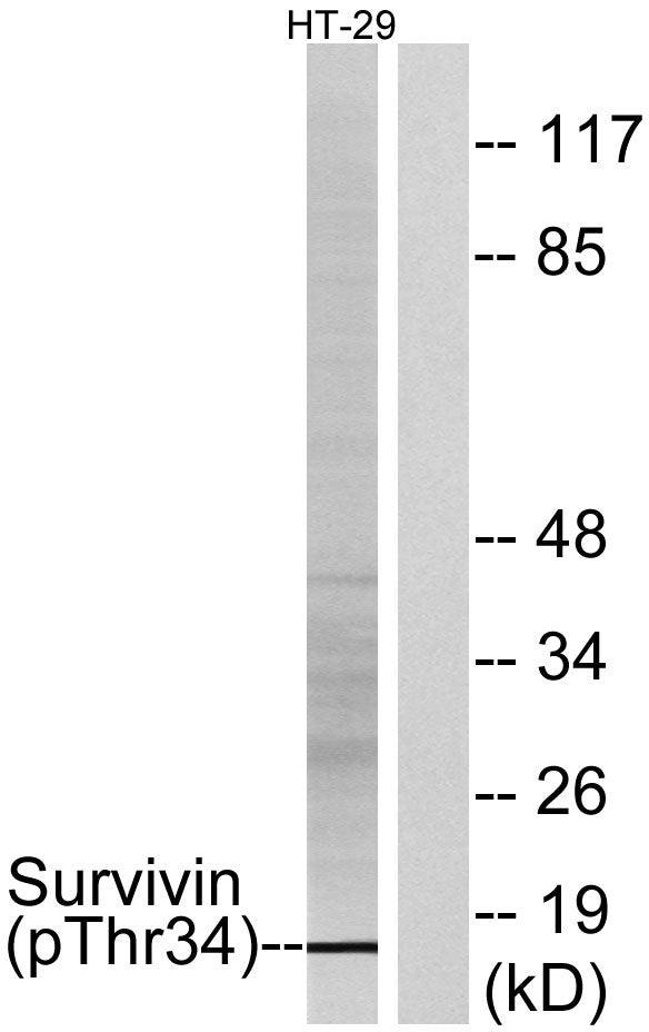 Survivin (phospho Thr34) Rabbit Polyclonal Antibody