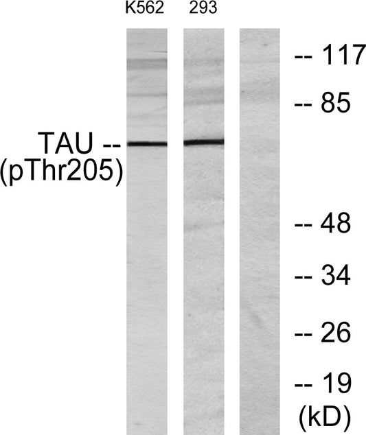Tau (phospho Thr205) Rabbit Polyclonal Antibody