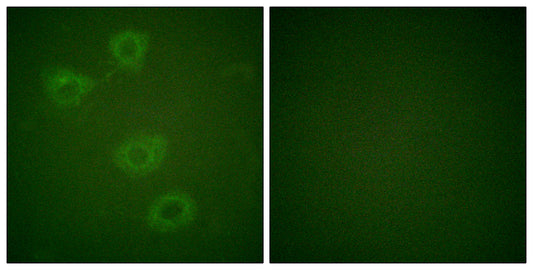 TH (phospho Ser19) Rabbit Polyclonal Antibody