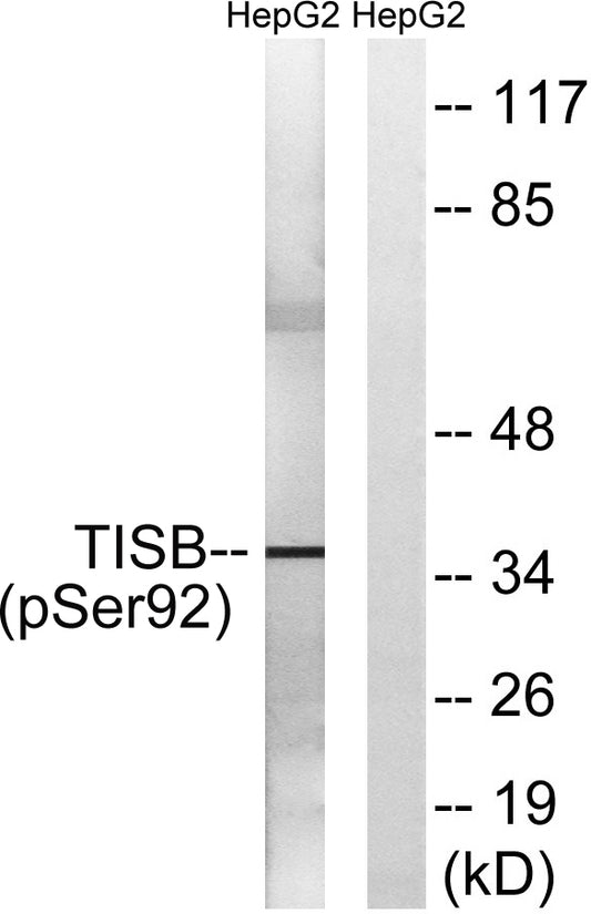 TIS11B (phospho Ser92) Rabbit Polyclonal Antibody