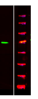 TORC1/CRTC1 (phospho-Ser151) Rabbit Polyclonal Antibody