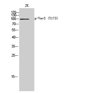Vav3 (phospho Tyr173) Rabbit Polyclonal Antibody