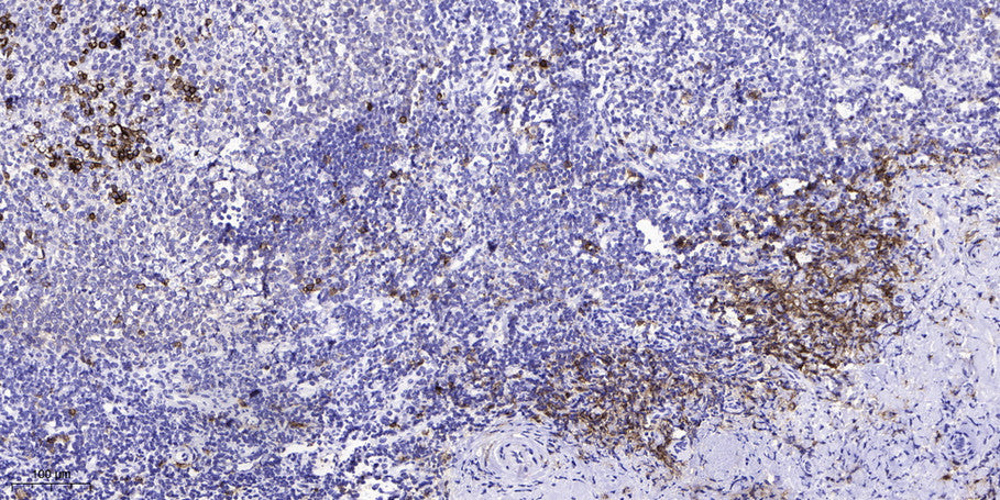 VHL (phospho Ser68) Rabbit Polyclonal Antibody