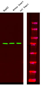 FKHR (Phospho-Ser249) Rabbit Polyclonal Antibody
