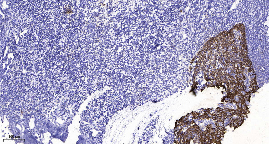 GluR-2 (Phospho-Tyr876) Rabbit Polyclonal Antibody