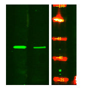 IRF5 (Phospho-Ser437) Rabbit Polyclonal Antibody
