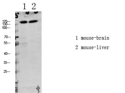 LATS1/2 (Phospho-Thr1079/1041) Rabbit Polyclonal Antibody