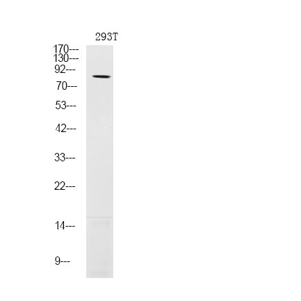 LIMK1 (Phospho-Ser310) Rabbit Polyclonal Antibody
