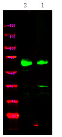 MAP3K2 (Phospho-Ser520) Rabbit Polyclonal Antibody