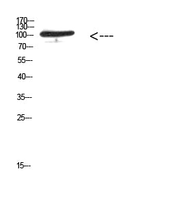 MER/TYRO3 (Phospho-Tyr753/Tyr685) Rabbit Polyclonal Antibody