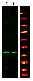 Myd88 (Phospho-Tyr257) Rabbit Polyclonal Antibody