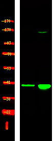 p38-γ/δ (Phospho-Tyr185/182) Rabbit Polyclonal Antibody
