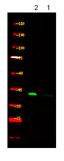 PDHA1/2 (Phospho-Ser293/291) Rabbit Polyclonal Antibody
