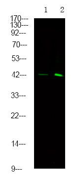 SPHK1 (Phospho-Ser225) Rabbit Polyclonal Antibody