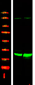 XRCC4 (Phospho-Ser260) Rabbit Polyclonal Antibody
