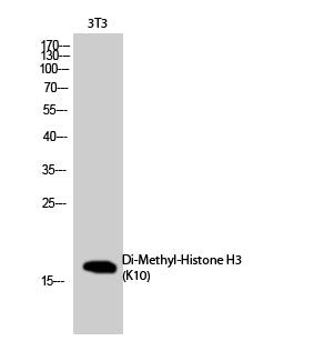 Histone H3 (Di Methyl Lys10) Rabbit Polyclonal Antibody
