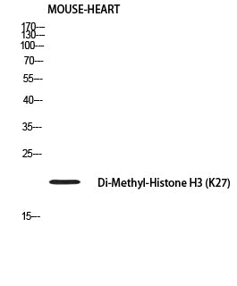 Histone H3 (Di Methyl Lys27) Rabbit Polyclonal Antibody