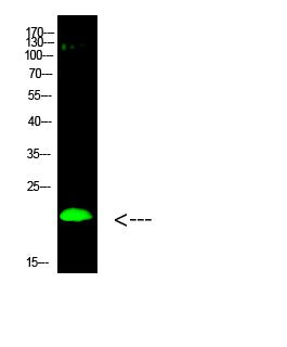 Histone H3 (Di-Methyl-K80) Rabbit Polyclonal Antibody