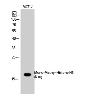 Histone H3 (Mono Methyl Lys10) Rabbit Polyclonal Antibody