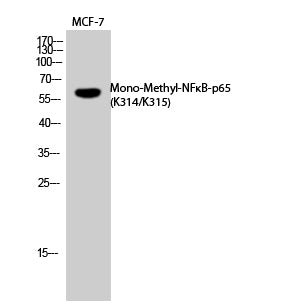 NFκB-p65 (Mono Methyl Lys314/Lys315) Rabbit Polyclonal Antibody