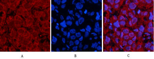 p53 (Di Methyl Lys370) Rabbit Polyclonal Antibody
