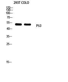 p53 (Mono Methyl Lys370) Rabbit Polyclonal Antibody