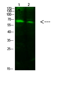 ACSS1 (Acetyl-K642) Rabbit Polyclonal Antibody