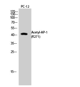 AP-1 (Acetyl Lys271) Rabbit Polyclonal Antibody