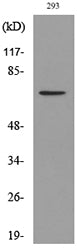 BMAL1 (Acetyl Lys538) Rabbit Polyclonal Antibody