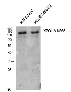 CRM1 (Acetyl Lys568) Rabbit Polyclonal Antibody