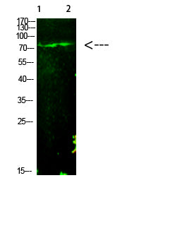 E2F-1 (Acetyl-K125) Rabbit Polyclonal Antibody
