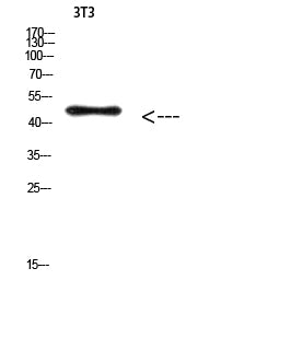 E2F-3 (Acetyl-Lys168) Rabbit Polyclonal Antibody
