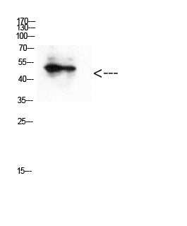 GATA-2/3 (Acetyl-Lys336/304) Rabbit Polyclonal Antibody