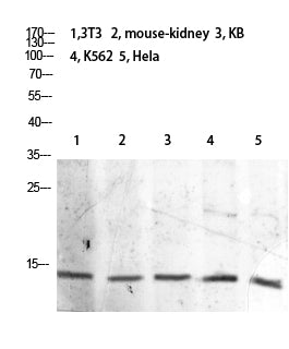 Histone H2B (Acetyl Lys21) Rabbit Polyclonal Antibody