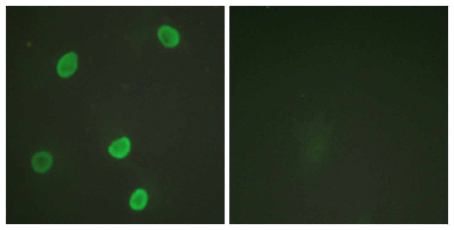 Histone H4 (Acetyl Lys8) Rabbit Polyclonal Antibody