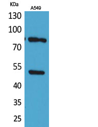 HSP 90 (Acetyl Lys435) Rabbit Polyclonal Antibody