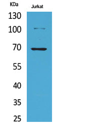 Ku-70 (Acetyl Lys542) Rabbit Polyclonal Antibody