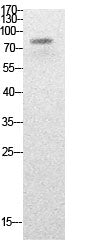 PCAF (Acetyl Lys428) Rabbit Polyclonal Antibody