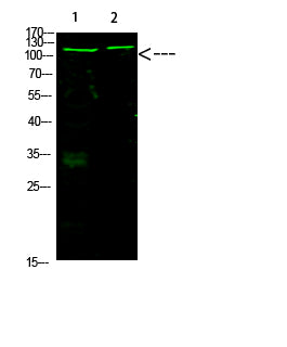 Rb (Acetyl-K873/K874) Rabbit Polyclonal Antibody