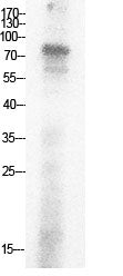 Ub (Acetyl Lys29) Rabbit Polyclonal Antibody