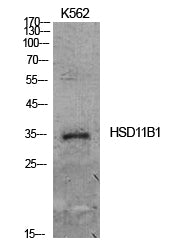 11β-HSD1 Rabbit Polyclonal Antibody