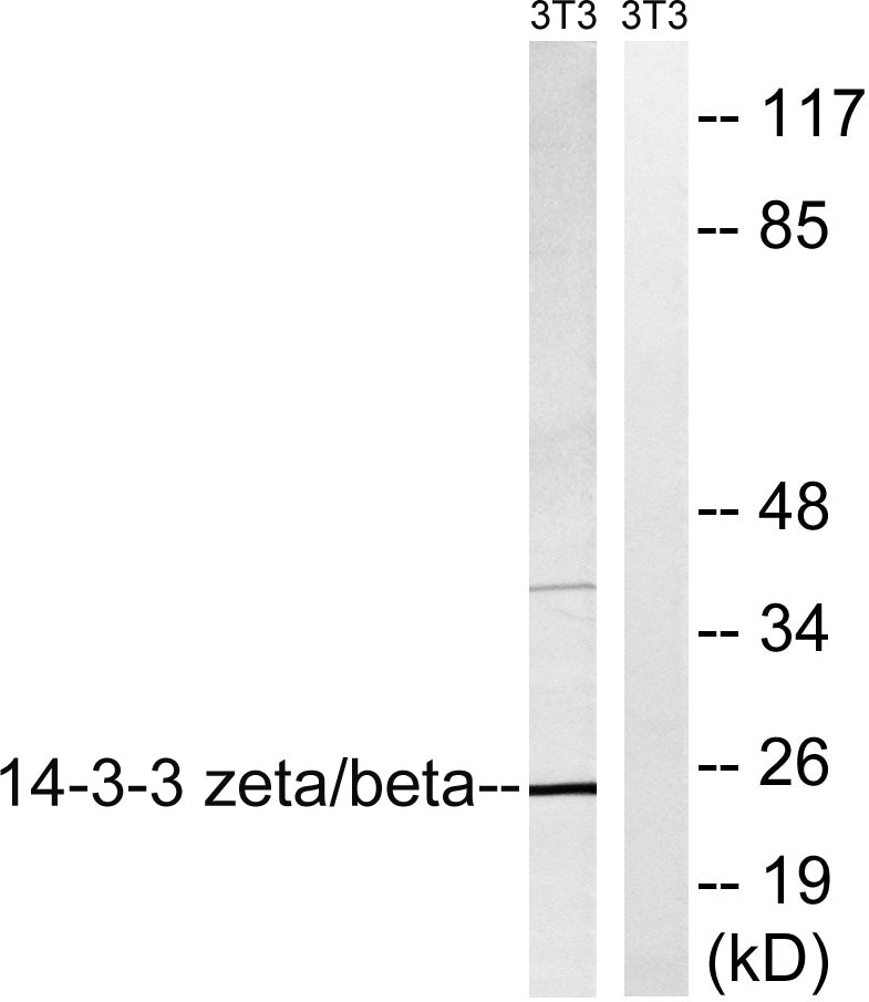 14-3-3 β/ζ Rabbit Polyclonal Antibody